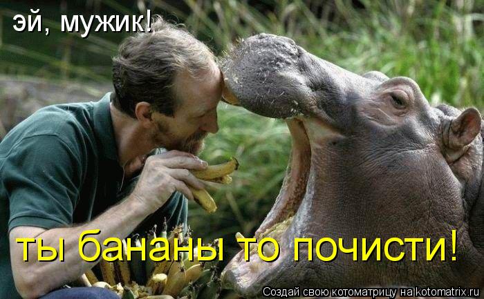 эй, мужик! ты бананы то почисти!... Котоматрица: эй, мужик! ты бананы то почисти!