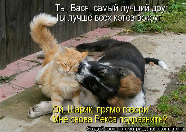 Ты, Вася, самый лучший друг, Ты лучше всех котов вокруг, Ой, Шарик, прямо говори: Мне снова Рекса под... Котоматрица: Ты, Вася, самый лучший друг, Ты лучше всех котов вокруг, Ой, Шарик, прямо говори: Мне снова Рекса подразнить?