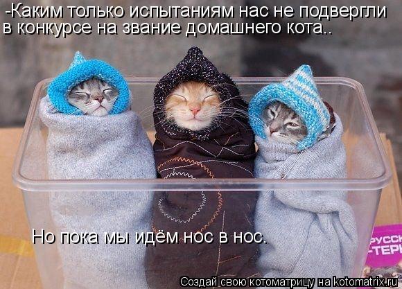 -Каким только испытаниям нас не подвергли в конкурсе на звание домашнего кота.. Но пока мы идём нос в... Котоматрица: -Каким только испытаниям нас не подвергли в конкурсе на звание домашнего кота.. Но пока мы идём нос в нос.