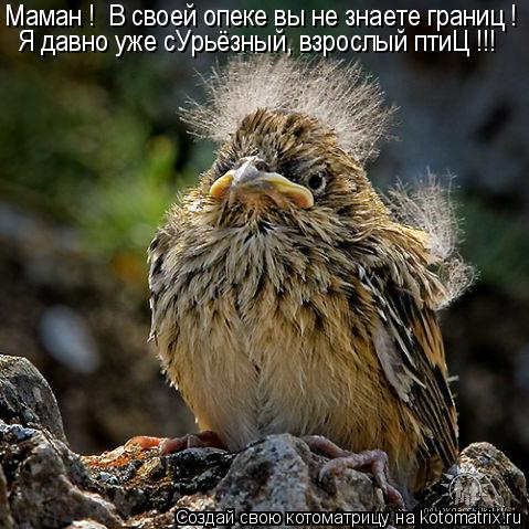 Маман ! В своей опеке вы не знаете границ ! Я давно уже сУрьёзный, взрослый птиЦ !!!... Котоматрица: Маман ! В своей опеке вы не знаете границ ! Я давно уже сУрьёзный, взрослый птиЦ !!!