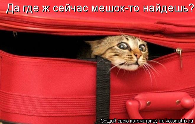 Да где ж сейчас мешок-то найдешь?... Котоматрица: Да где ж сейчас мешок-то найдешь?