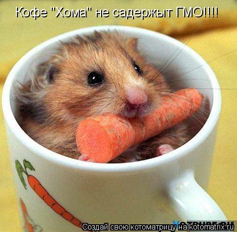 Кофе "Хома" не садержыт ГМО!!!!... Котоматрица: Кофе "Хома" не садержыт ГМО!!!!