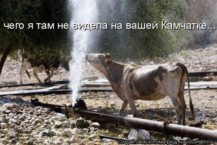 Котоматрица: чего я там не видела на вашей Камчатке...