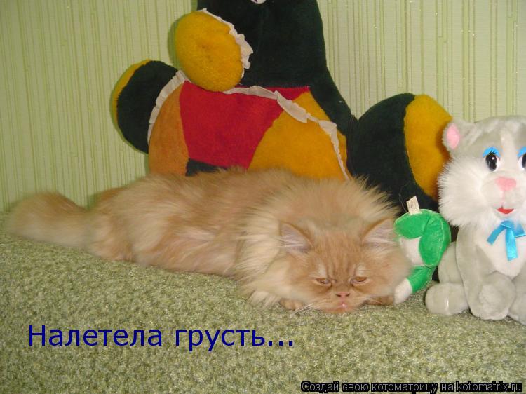 Налетела грусть...... Котоматрица: Налетела грусть...