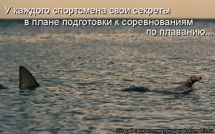 Котоматрица: У каждого спортсмена свои секреты в плане подготовки к соревнованиям по плаванию...