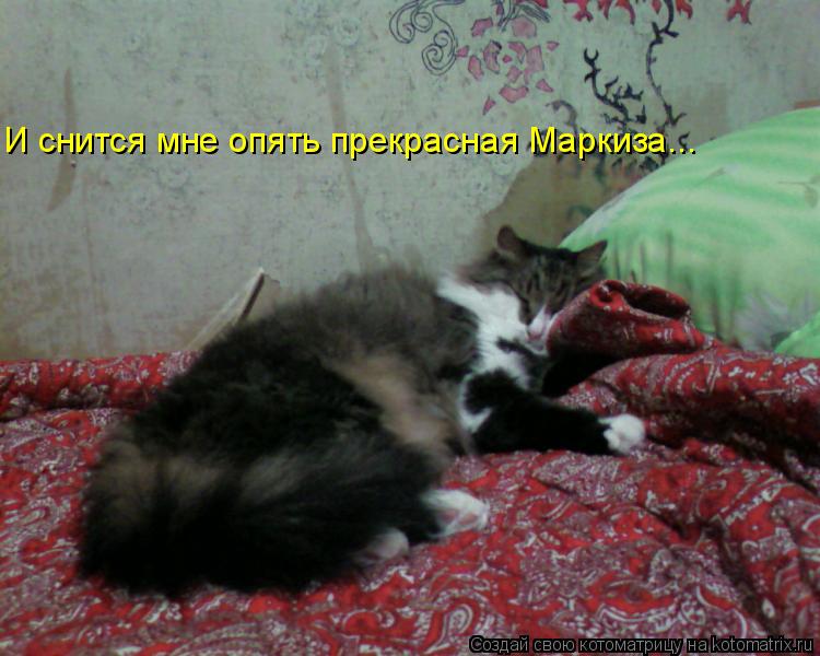 И снится мне опять прекрасная Маркиза...... Котоматрица: И снится мне опять прекрасная Маркиза...