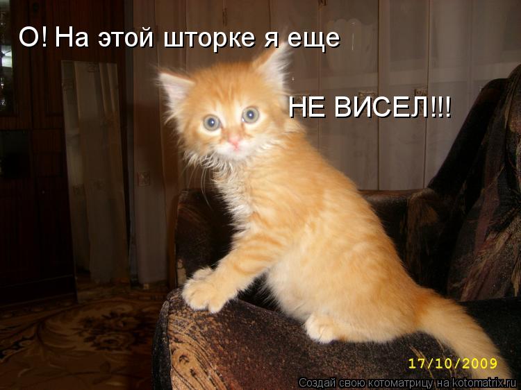О! На этой шторке я еще НЕ ВИСЕЛ!!!... Котоматрица: О! На этой шторке я еще НЕ ВИСЕЛ!!!