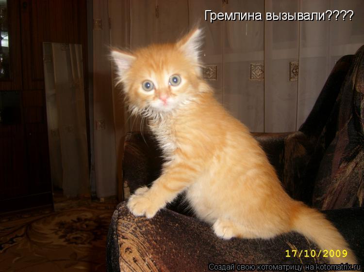 Гремлина вызывали????... Котоматрица: Гремлина вызывали????