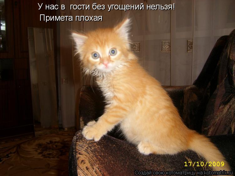У нас в гости без угощений нельзя! Примета плохая... Котоматрица: У нас в гости без угощений нельзя! Примета плохая