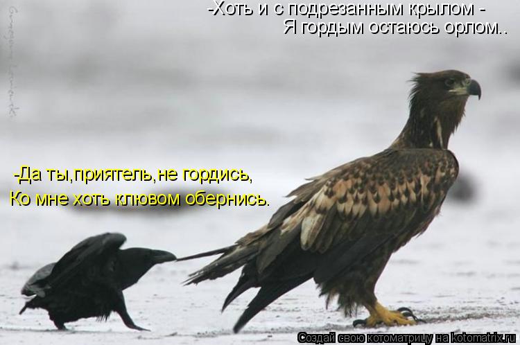 -Хоть и с подрезанным крылом - Я гордым остаюсь орлом.. -Да ты,приятель,не гордись, Ко мне хоть клюво... Котоматрица: -Хоть и с подрезанным крылом - Я гордым остаюсь орлом.. -Да ты,приятель,не гордись, Ко мне хоть клювом обернись.