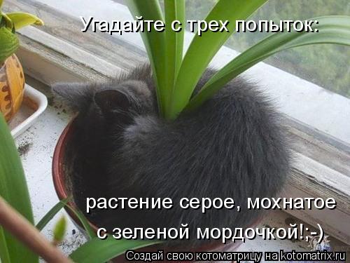растение серое, мохнатое с зеленой мордочкой!;-) Угадайте с трех попыток:... Котоматрица: растение серое, мохнатое с зеленой мордочкой!;-) Угадайте с трех попыток: