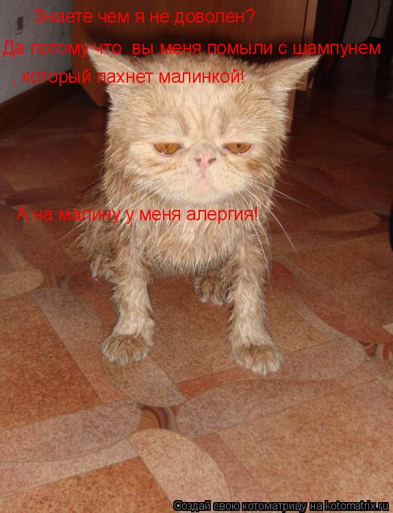 Знаете чем я не доволен? Да потому что вы меня помыли с шампунем , который пахнет малинкой! А на мал... Котоматрица: Знаете чем я не доволен? Да потому что вы меня помыли с шампунем , который пахнет малинкой! А на малину у меня алергия!