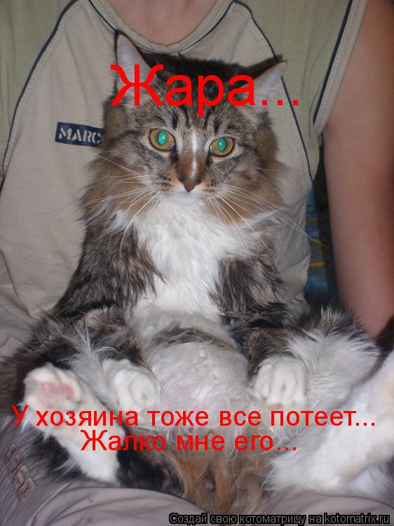 Котоматрица: Жара... У хозяина тоже все потеет... Жалко мне его...
