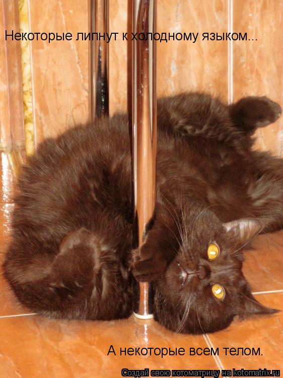 Котоматрица: Некоторые липнут к холодному языком... А некоторые всем телом.