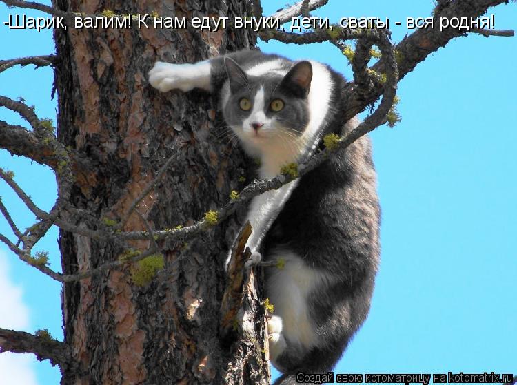 Котоматрица: -Шарик, валим! К нам едут внуки, дети, сваты - вся родня!