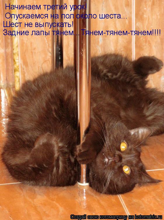 Котоматрица: Начинаем третий урок! Опускаемся на пол около шеста... Шест не выпускать! Задние лапы тянем... Тянем-тянем-тянем!!!!