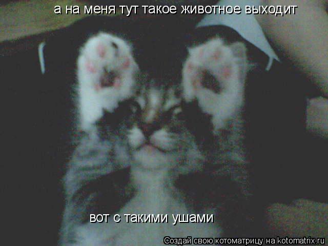 Котоматрица: а на меня тут такое животное выходит вот с такими ушами