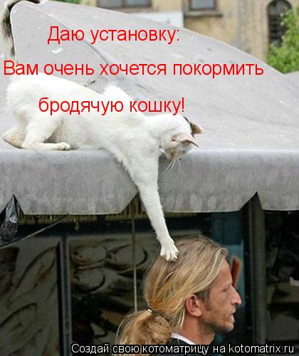 Котоматрица: Даю установку: Вам очень хочется покормить  бродячую кошку!