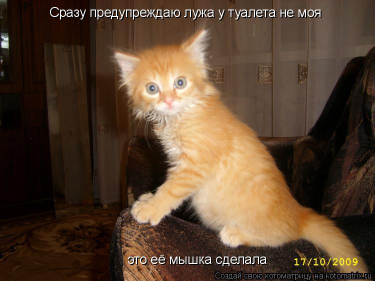 Котоматрица: Сразу предупреждаю лужа у туалета не моя это её мышка сделала