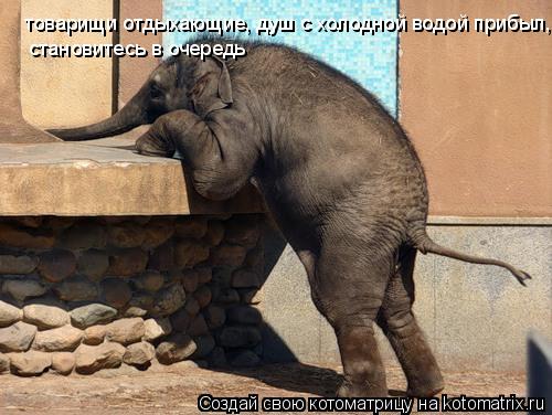 Котоматрица: товарищи отдыхающие, душ с холодной водой прибыл,  становитесь в очередь