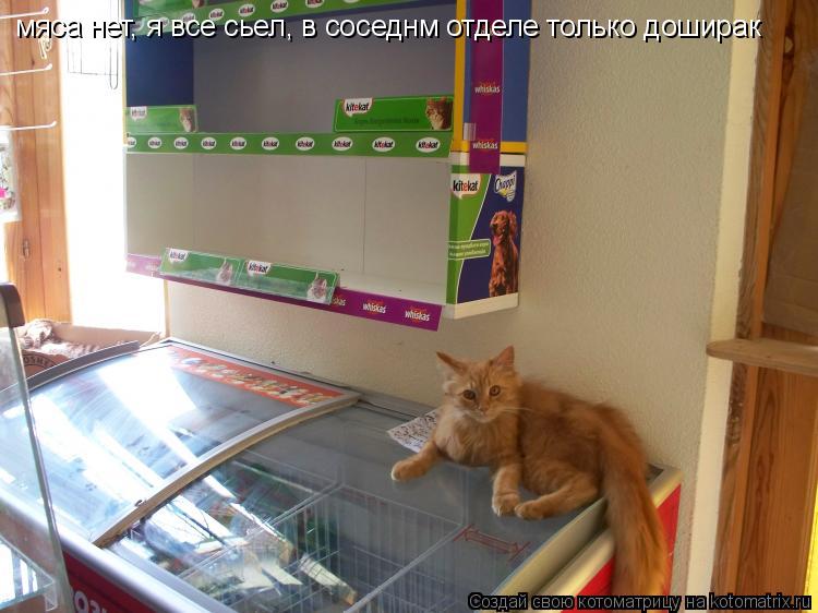 Котоматрица: мяса нет, я все сьел, в соседнм отделе только доширак