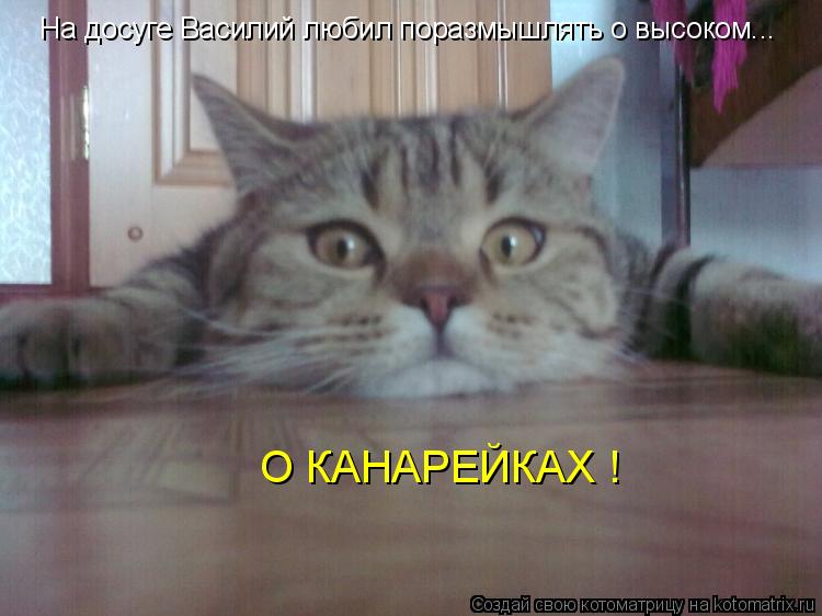 Котоматрица: На досуге Василий любил поразмышлять о высоком... О КАНАРЕЙКАХ !