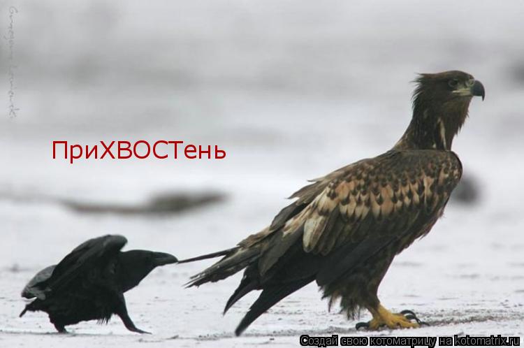 ПриХВОСТень... Котоматрица: ПриХВОСТень