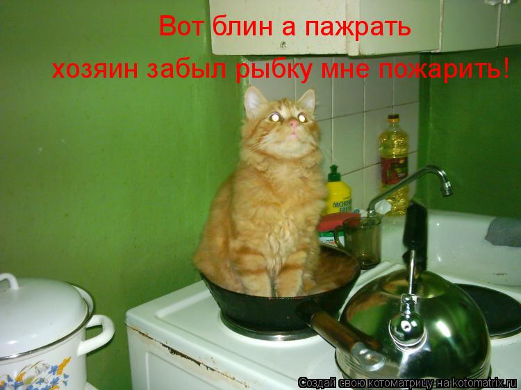хозяин забыл рыбку мне пожарить! Вот блин а пажрать... Котоматрица: хозяин забыл рыбку мне пожарить! Вот блин а пажрать
