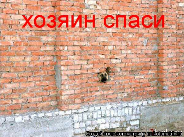 хозяин спаси... Котоматрица: хозяин спаси