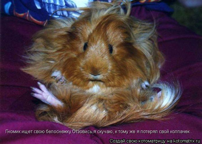 Гномик ищет свою белоснежку.Отзовись,я скучаю, к тому же я потерял свой колпачек..... Котоматрица: Гномик ищет свою белоснежку.Отзовись,я скучаю, к тому же я потерял свой колпачек..