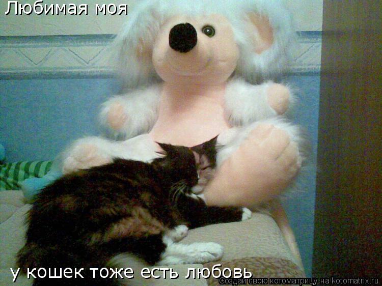 Любимая моя у кошек тоже есть любовь... Котоматрица: Любимая моя у кошек тоже есть любовь