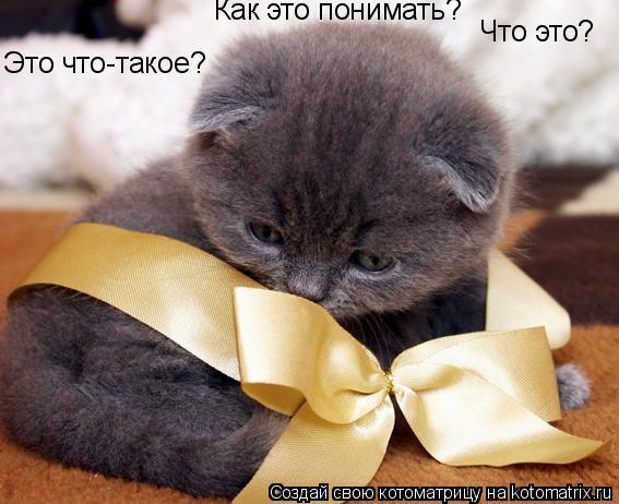 Это что-такое? Что это? Как это понимать?... Котоматрица: Это что-такое? Что это? Как это понимать?