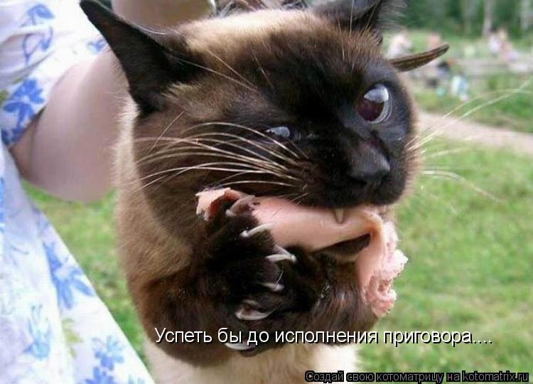Успеть бы до исполнения приговора....... Котоматрица: Успеть бы до исполнения приговора....