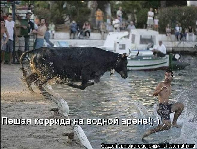 Котоматрица: Пешая коррида на водной арене!;-)