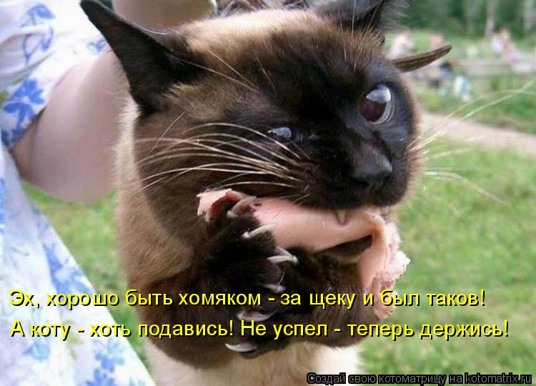 А коту - хоть подавись! Не успел - теперь держись! Эх, хорошо быть хомяком - за щеку и был таков!... Котоматрица: А коту - хоть подавись! Не успел - теперь держись! Эх, хорошо быть хомяком - за щеку и был таков!