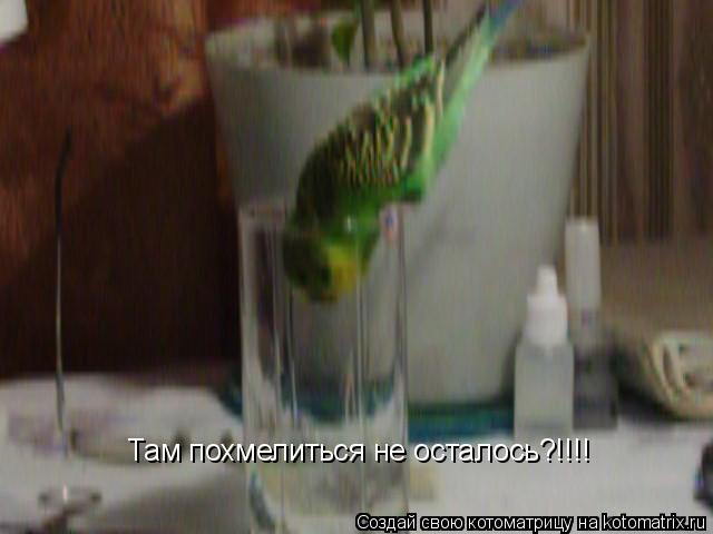 Там похмелиться не осталось?!!!!... Котоматрица: Там похмелиться не осталось?!!!!