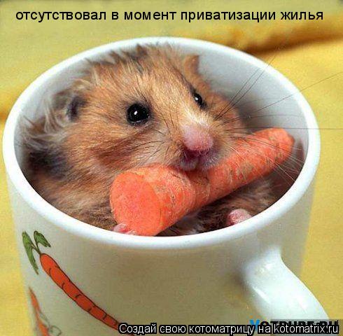 отсутствовал в момент приватизации жилья... Котоматрица: отсутствовал в момент приватизации жилья