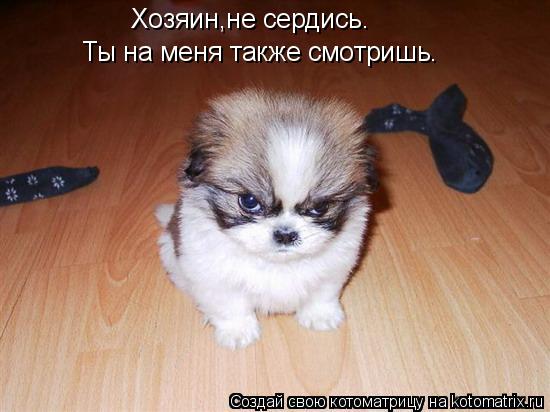 Хозяин,не сердись. Ты на меня также смотришь.... Котоматрица: Хозяин,не сердись. Ты на меня также смотришь.