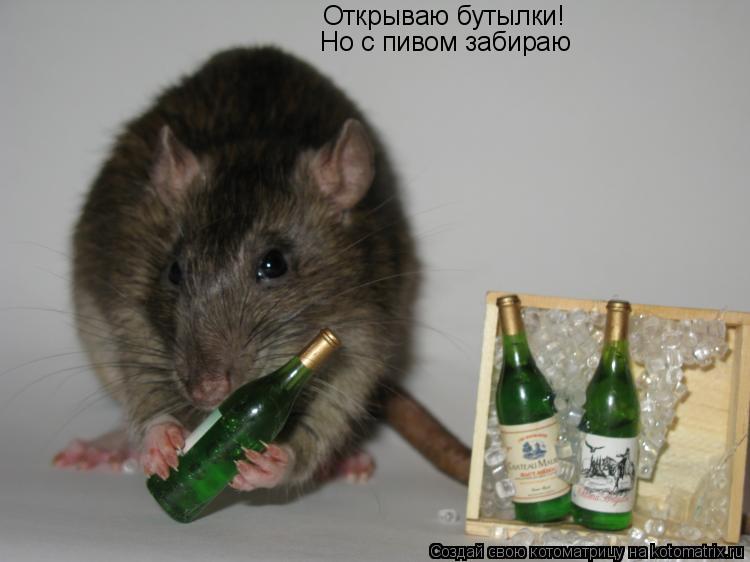 Открываю бутылки! Но с пивом забираю... Котоматрица: Открываю бутылки! Но с пивом забираю