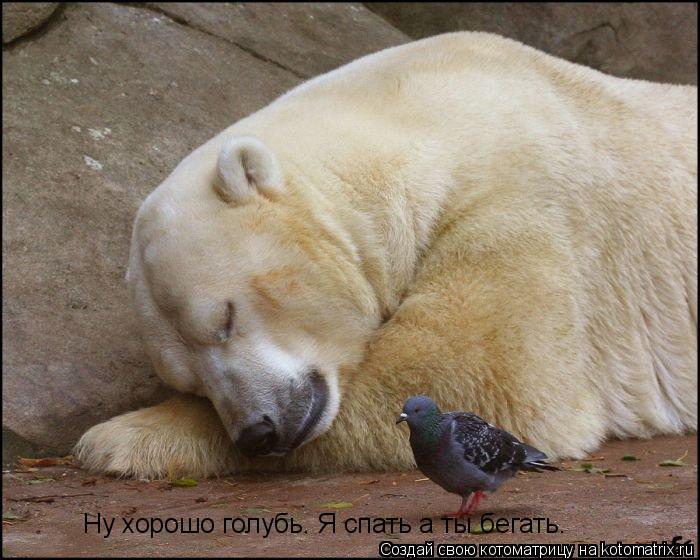 Ну хорошо голубь. Я спать а ты бегать.... Котоматрица: Ну хорошо голубь. Я спать а ты бегать.