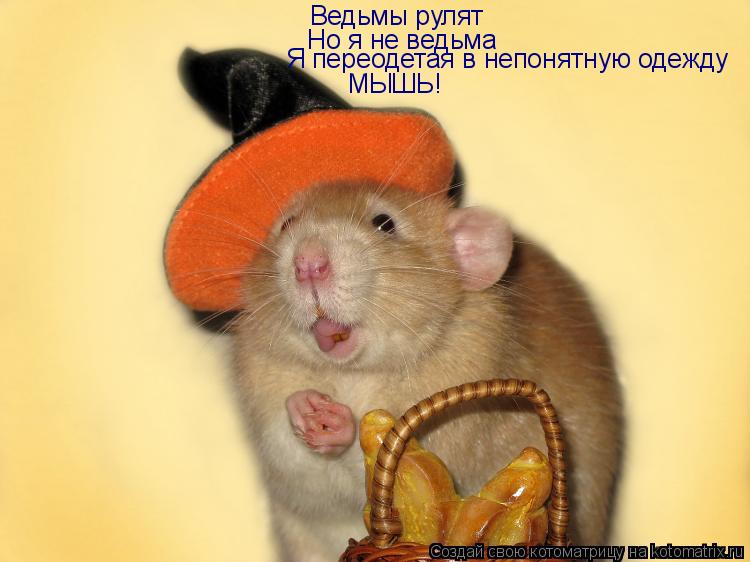 Ведьмы рулят Но я не ведьма Я переодетая в непонятную одежду МЫШЬ!... Котоматрица: Ведьмы рулят Но я не ведьма Я переодетая в непонятную одежду МЫШЬ!
