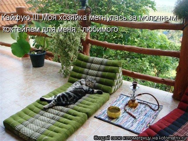 Кайфую !!! Моя хозяйка метнулась за молочным коктейлем для меня , любимого ...... Котоматрица: Кайфую !!! Моя хозяйка метнулась за молочным коктейлем для меня , любимого ...