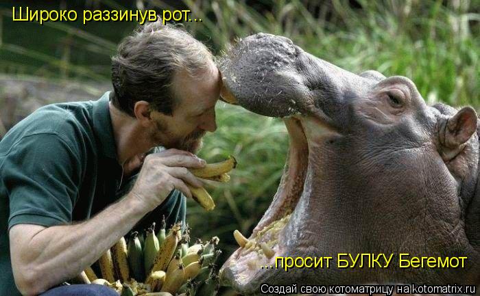 Котоматрица: Широко раззинув рот... ...просит БУЛКУ Бегемот