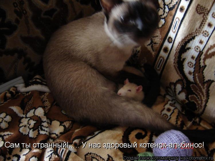 Котоматрица: Сам ты странный!..... У нас здоровый котенок-альбинос! Сам ты странный!..... У нас здоровый котенок-альбинос!