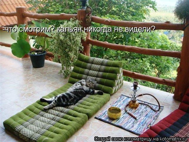 Котоматрица: -что смотрим? кальян никогда не видели?