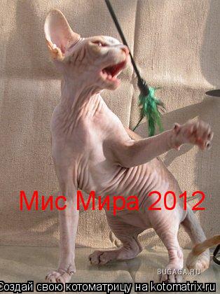 Мис Мира 2012... Котоматрица: Мис Мира 2012