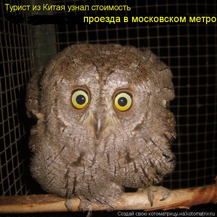 Турист из Китая узнал стоимость проезда в московском метро... Котоматрица: Турист из Китая узнал стоимость проезда в московском метро