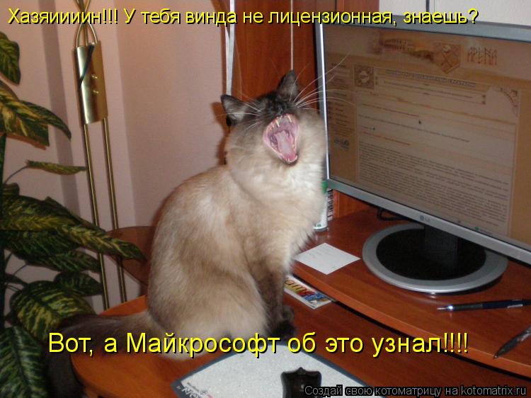 Хазяиииин!!! У тебя винда не лицензионная, знаешь? Вот, а Майкрософт об это узнал!!!!... Котоматрица: Хазяиииин!!! У тебя винда не лицензионная, знаешь? Вот, а Майкрософт об это узнал!!!!
