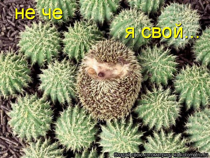 не че я свой...... Котоматрица: не че я свой...