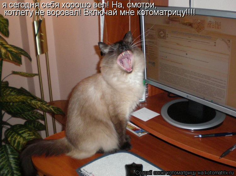 я сегодня себя хорошо вел! На, смотри, котлету не воровал! Включай мне котоматрицу!!!!... Котоматрица: я сегодня себя хорошо вел! На, смотри, котлету не воровал! Включай мне котоматрицу!!!!
